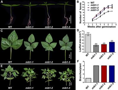 MINI BODY1, encoding a MATE/DTX family transporter, affects plant architecture in mungbean (Vigna radiata L.)